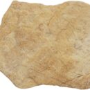 Flagesa 10MM Ocre